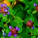 Petite purple petals by kiwinanna