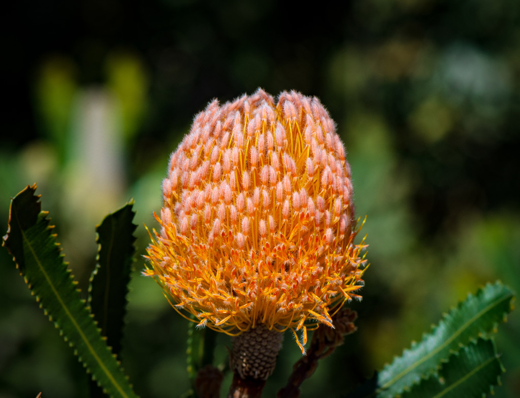 A gorgeous Protea! by gigiflower