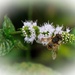 Mint Bee  by kiwinanna