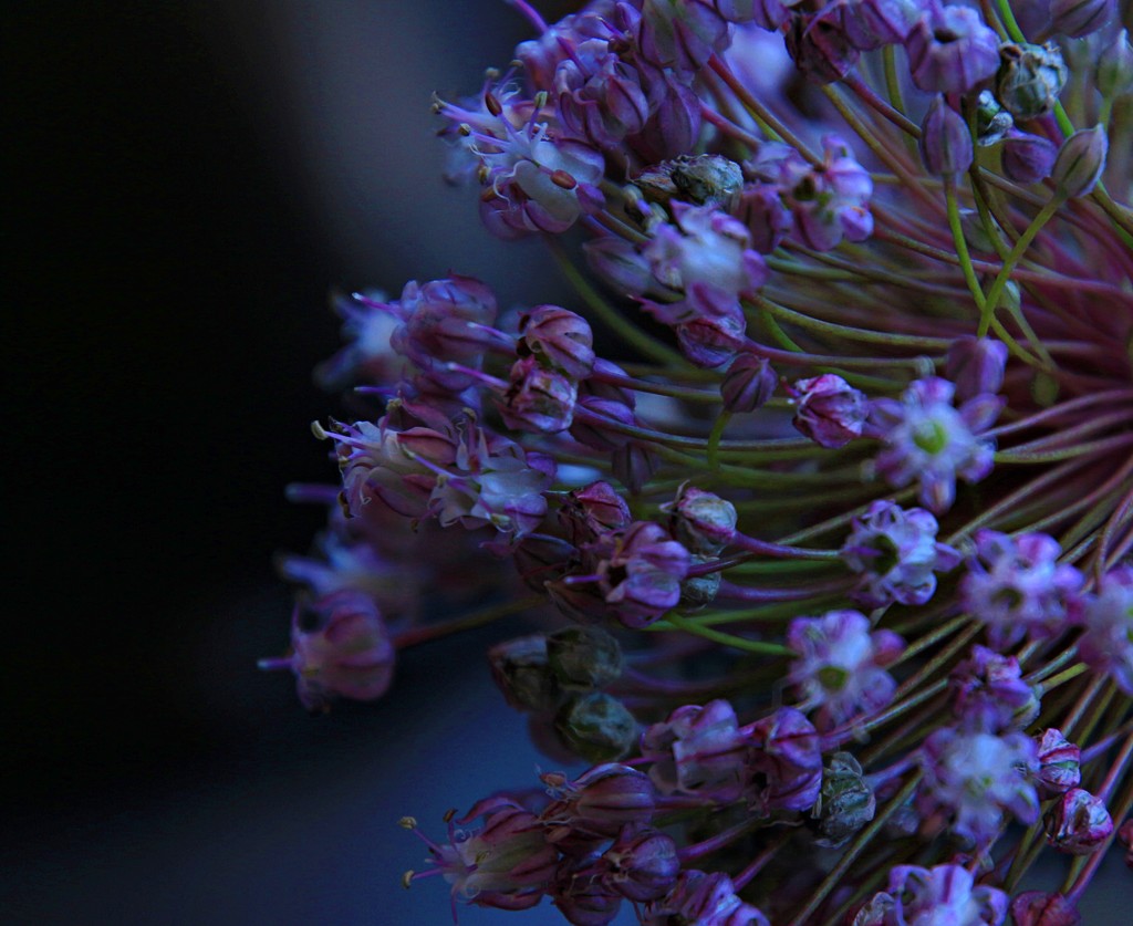 Purple seedheads by kiwinanna