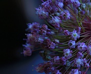 30th Mar 2019 - Purple seedheads
