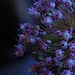 Purple seedheads by kiwinanna