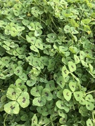 30th Mar 2019 - Spotted Medick