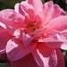 camellia in the pink by quietpurplehaze