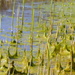 Algae in de ditch by marijbar