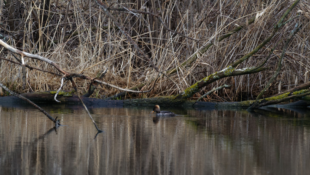 female hooded merganser by a tree by rminer
