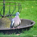Wood pigeon by rosiekind