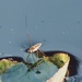Water strider by jacqbb