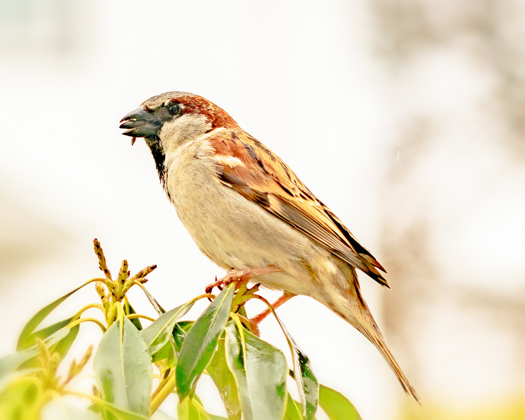 another one my house sparrow with a seed by jernst1779