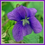 31st Mar 2019 - A Violet for the Last ROY G BIV