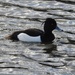 Tufted Duck by oldjosh