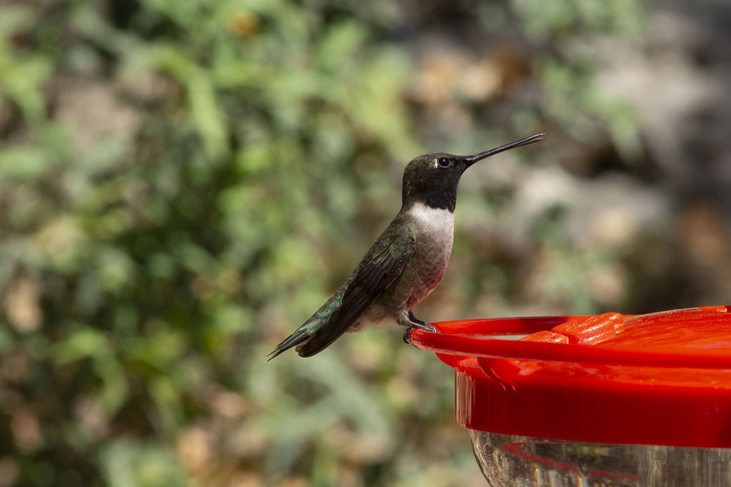 Male Black-chinned Hummer by gaylewood