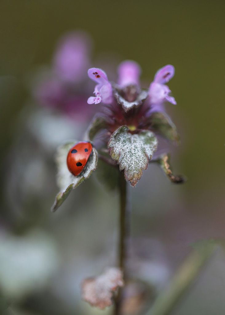 weed and ladybird by shepherdmanswife