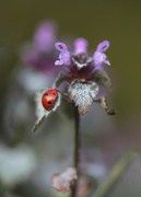 30th Mar 2019 - weed and ladybird