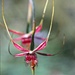 Rainbow Month Day 31 -  Pink Spider Orchid (Caladenia harringtoniae) by judithdeacon