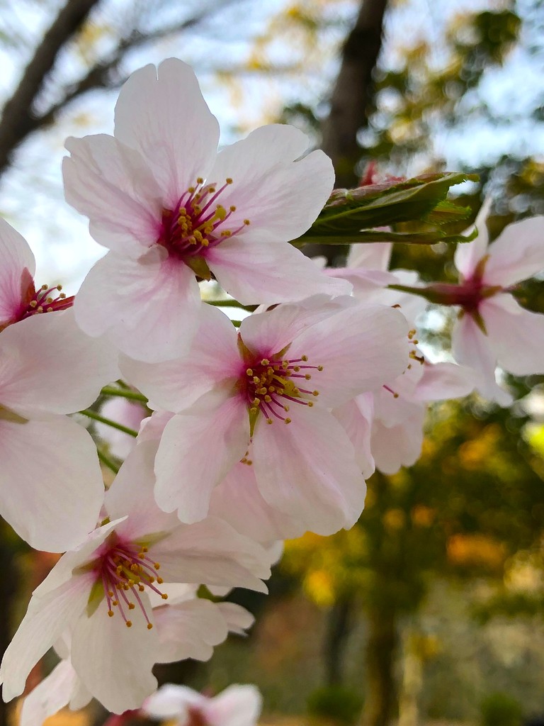Sakura Season in Japan by redy4et