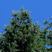 Pinecones and Blue Sky by gtoolman8