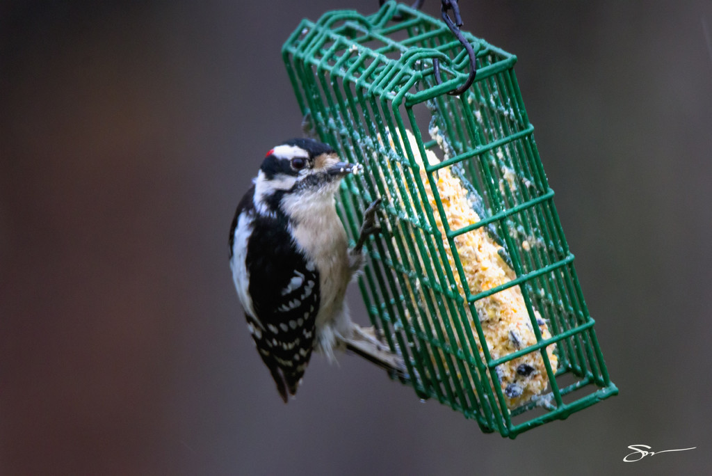 Hungry Downy Woodpecker by skipt07