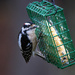 Hungry Downy Woodpecker by skipt07