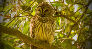 30th Mar 2019 - Barred Owl, Not Sure If it's Mom or Dad!