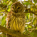 Barred Owl, Not Sure If it's Mom or Dad! by rickster549