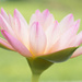 Pink Waterlily by bella_ss