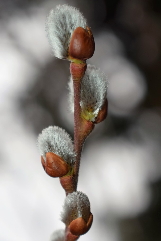 Pussy Willow by sandlily