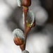 Pussy Willow by sandlily