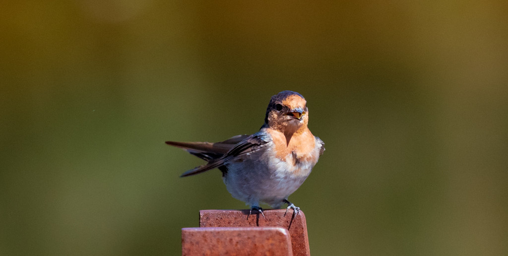 A whistling Welcome Swallow by gigiflower