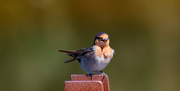 30th Mar 2019 - A whistling Welcome Swallow