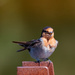 A whistling Welcome Swallow by gigiflower