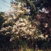 Magnolia by mattjcuk
