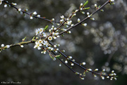 27th Mar 2019 - Prunus spinosa