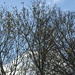 Winter Tree nearly Spring by cataylor41