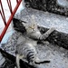 Mačka na stepenicama by vesna0210