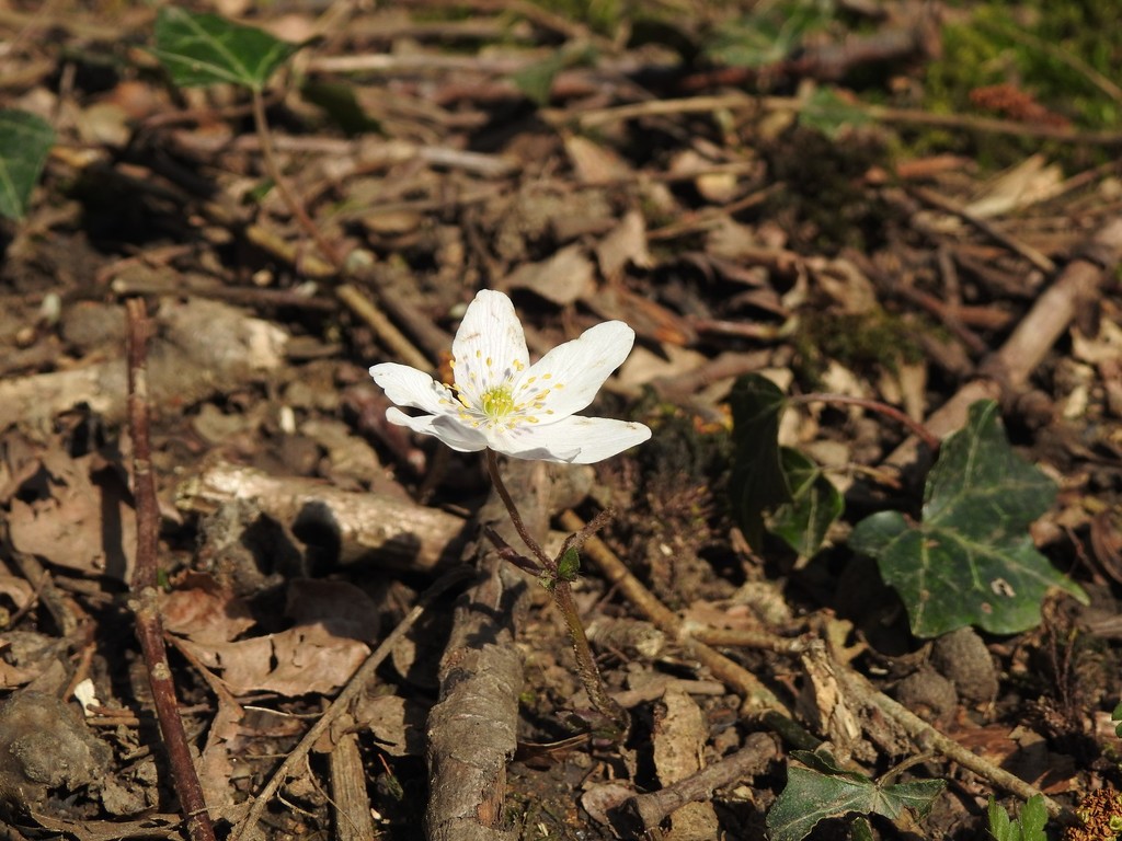 Wood anemone by roachling