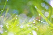 31st Mar 2019 - Grass and dewdrops...... 