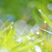 Grass and dewdrops......  by ziggy77