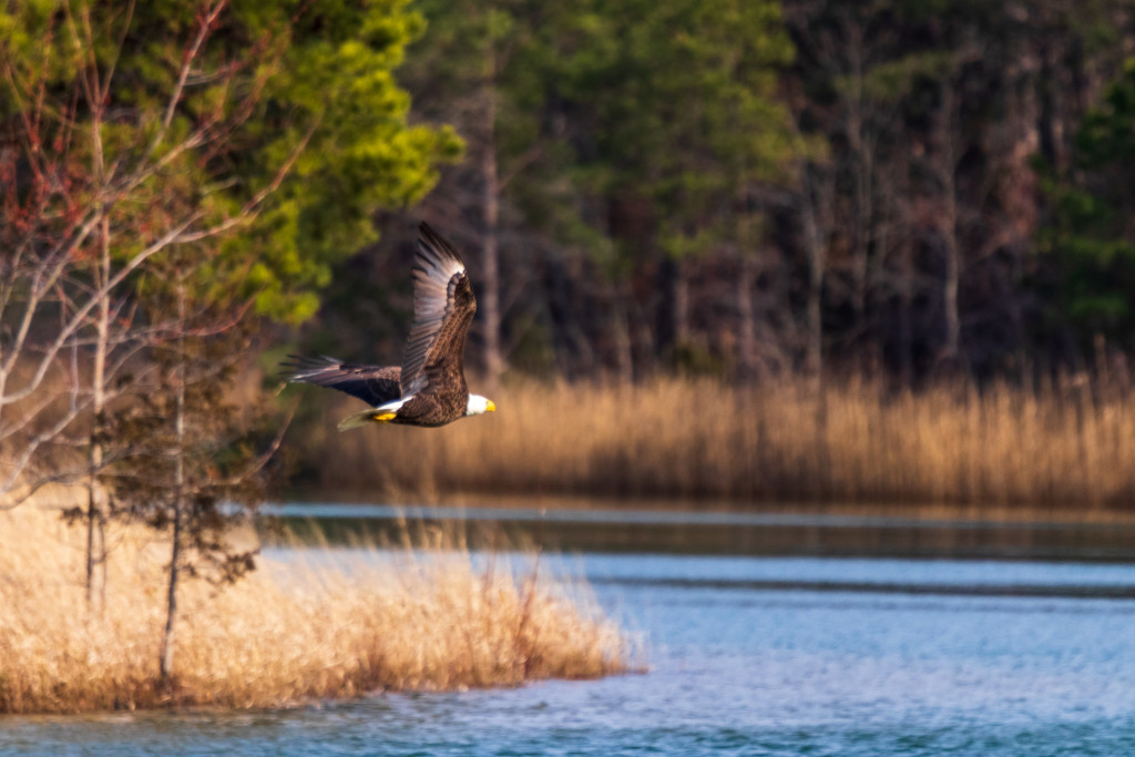 Bald Eagle by swchappell