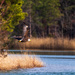 Bald Eagle by swchappell