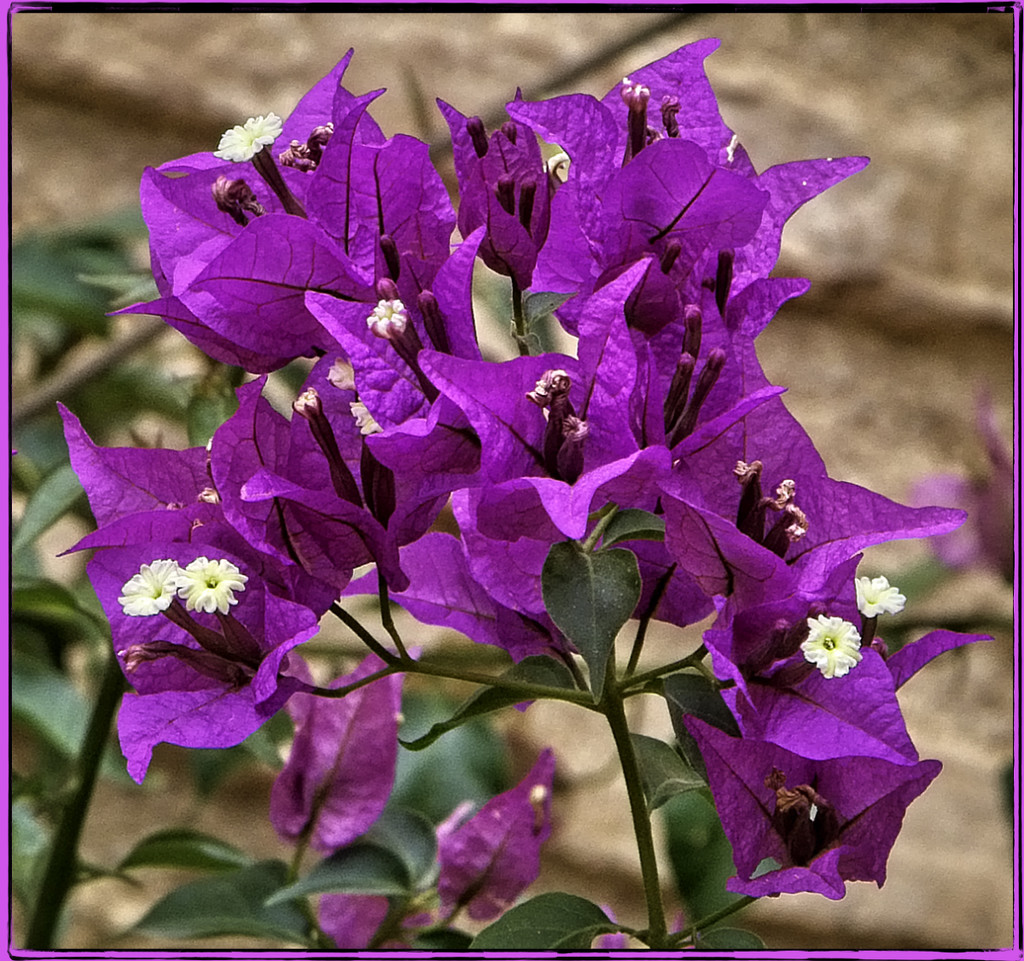 Purple Flowers by gardencat