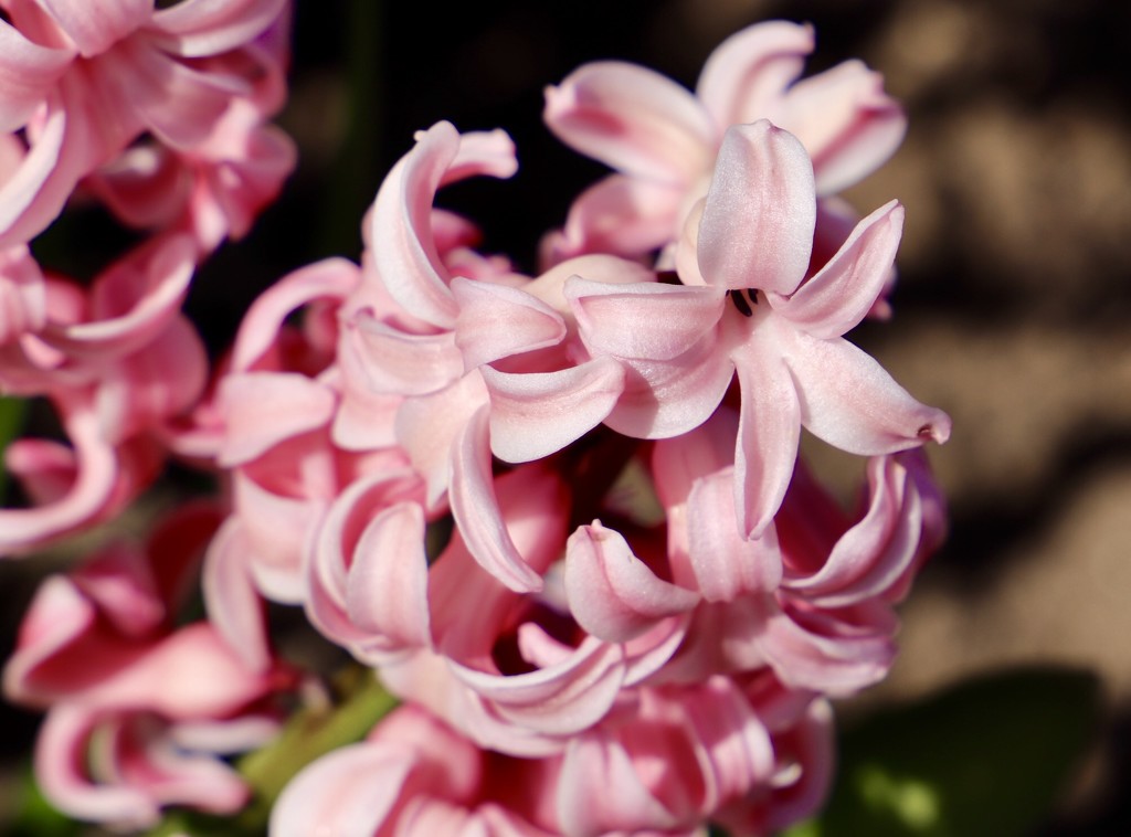Pink Hyacinth  by carole_sandford
