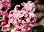 31st Mar 2019 - Pink Hyacinth 