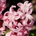 Pink Hyacinth  by carole_sandford
