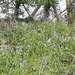 Bluebells out in March! by jennymdennis
