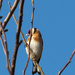 Goldfinch by josiegilbert