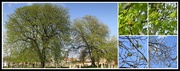 31st Mar 2019 - Churchyard Trees