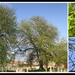 Churchyard Trees by g3xbm