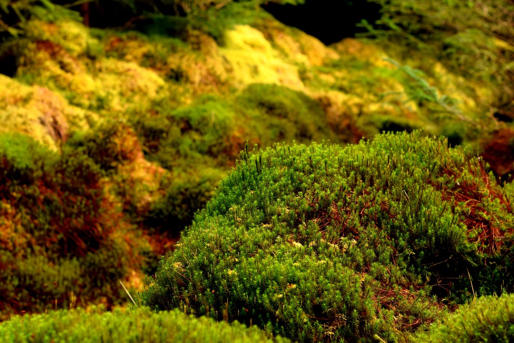 moss by christophercox