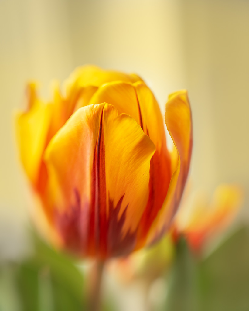 new tulip by jernst1779